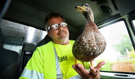 Trucker Welcomes New Duck In His Truck