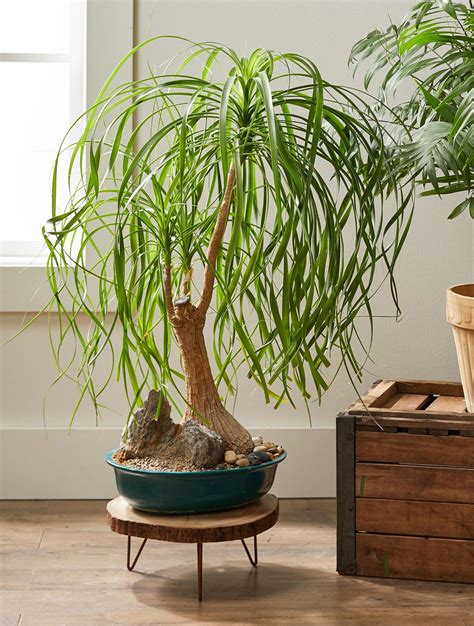 Kill Every Plant You Touch Try These 23 Easy To Grow Houseplants