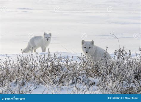 Two Young Arctic Foxes Vulpes Lagopus In Wilde Tundra Arctic Fox