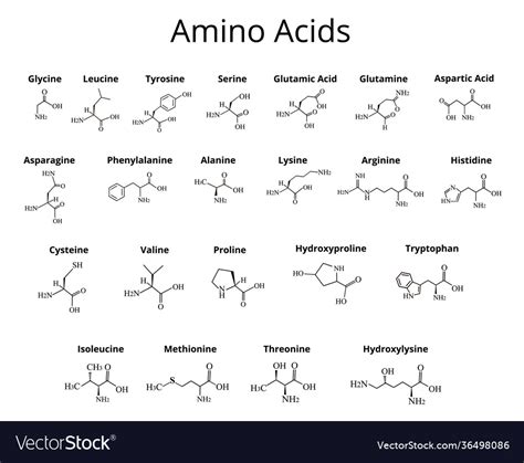 Amino Acids Chemical Molecular Formula Royalty Free Vector