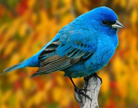 North American Birds That Are Blue Birds Wallpaper Hd Blue Bird Bird