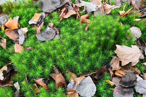 Living and dead sphagnum moss can hold large amounts of water and is commonly found growing in swamps and bogs. How to Grow Sphagnum Moss - Garden Tabs