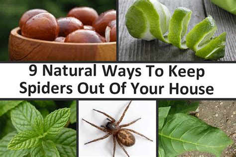 9 Natural Ways To Keep Spiders Out Of Your Home Best Pest Control