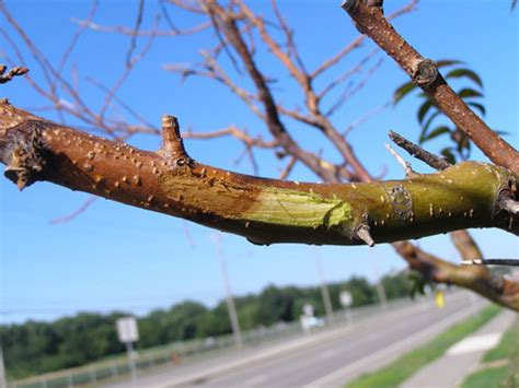 Pruning Crabapple Trees 101 A Complete Guide For Healthy Growth