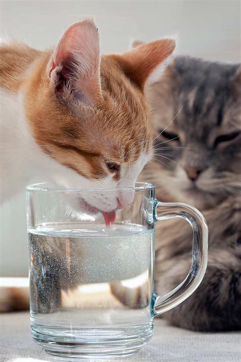 Your Cats Drinking Water Tips Fountains And Our