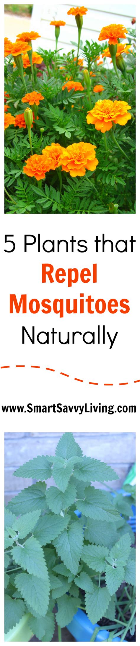 5 Plants That Help Repel Mosquitoes Naturally Mosquito Repelling