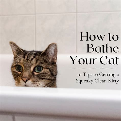 Tips To Succesfully Bathe Your Cat Without Dying In The Process PetHelpful
