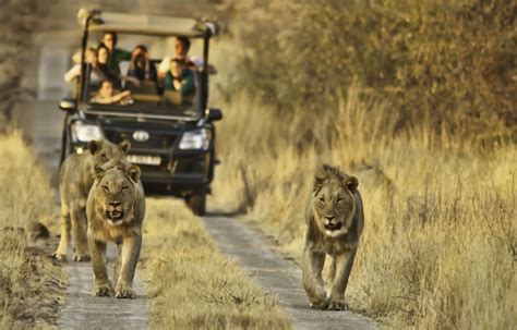 Kruger National Park Safaris And Tours Safari In Kruger Discover