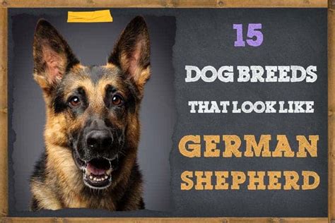 15 Dog Breeds That Look Like German Shepherds Zooawesome