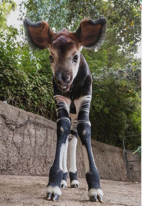 New Okapi Baby At T He San Diego Zoo Interesting Animals Unusual
