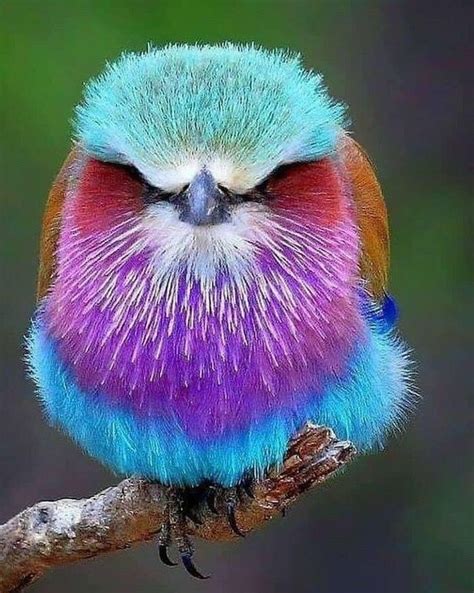 The Cutest Bird Ever In 2021 Colorful Birds Animals Beautiful