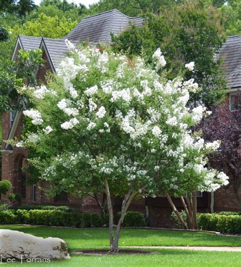 White Crape Myrtles Myrtle Tree Crepe Myrtle Trees Crepe Myrtle