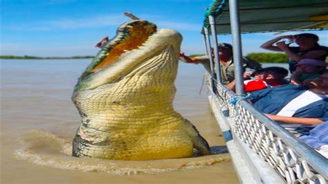 20 Largest Crocodiles Ever Recorded YouTube