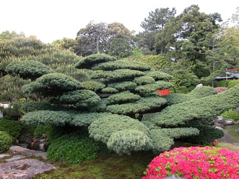 Robert Ketchells Blog Pines In The Japanese Garden