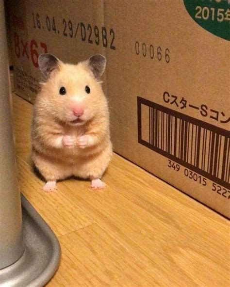 Pin By ÖykÜ Gİzem Aktan On Memes Funny Hamsters Cute Hamsters