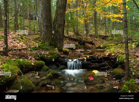 Lovely Autumn Creek In The Woods Stock Photo Alamy