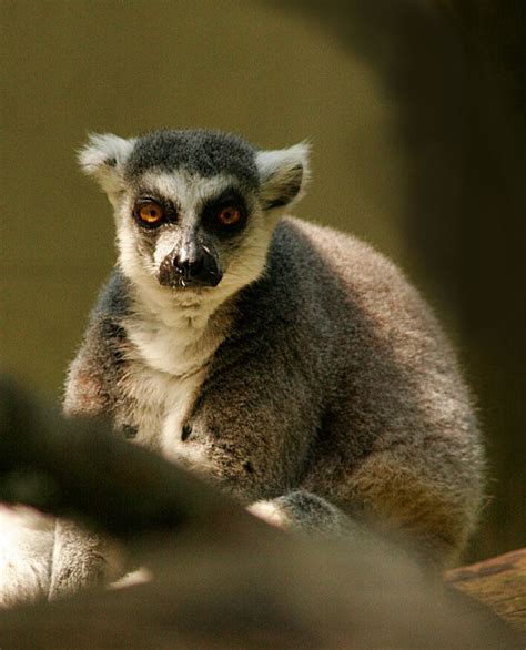 Ringed Tail Lemur Koala Bear Koala Lemur
