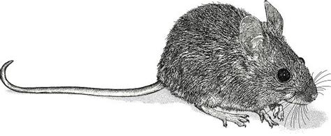 Best Field Mouse Illustrations Royalty Free Vector Graphics And Clip Art