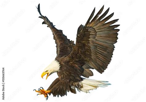 Bald Eagle Swoop Attack Hand Draw And Paint Color On White Background