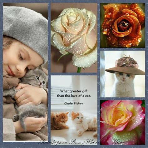 pin by murreline collins on raindrops on rosesandwhiskers on kittens whiskers on kittens