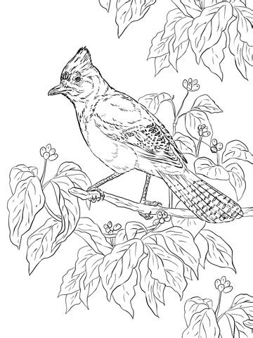 realistic stellers jay coloring page supercoloringcom