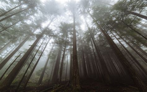 Forest Tall Trees Fog Wallpapers Wallpaper Cave