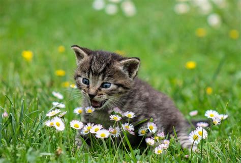New Kitten Information Sunrise Veterinary Services