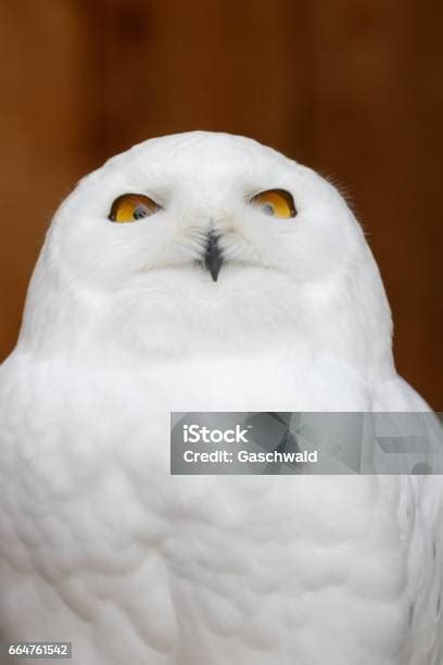 Funny Snowy Owl Portrait Stock Photo Download Image Now Snowy Owl