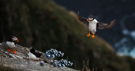Puffins In Maine Discover The Delightful Seabirds Guide In 2023