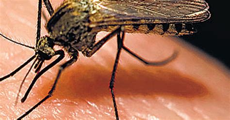 Insecticide Resistant Super Mosquito Discovered