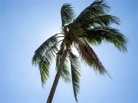 Download Wallpaper 1280x960 Palm Tree Sky Tropics Summer Standard 4