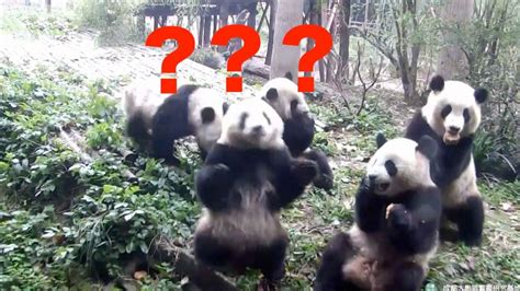 Footage Confused Panda Battles To Find Hidden Snack Animal Stories