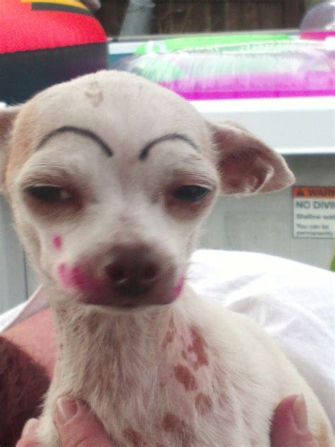 Need A Good Laugh Draw Eyebrows On Your Short Haired Dog Make Sure