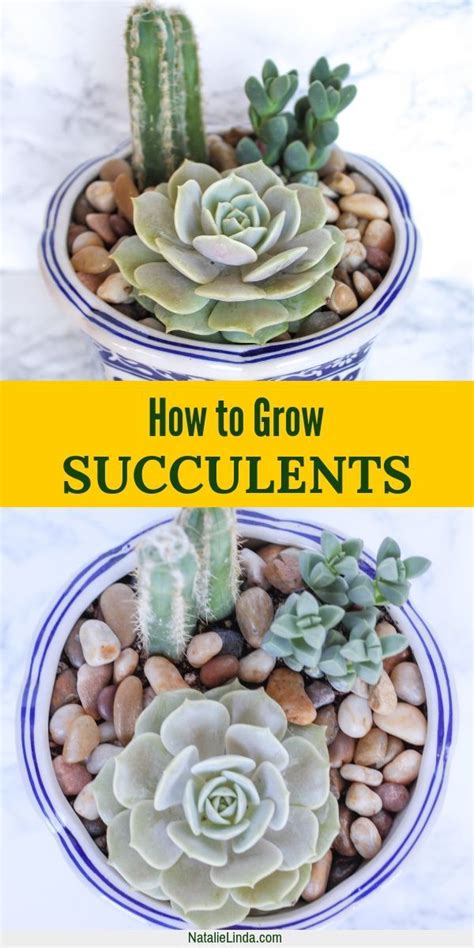 Succulents 101 How To Care For Succulents So They Can Thrive Natalie