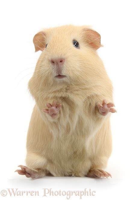 Yellow Guinea Pig Standing Up Photo Wp38917