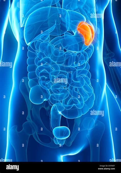 Human Spleen Illustration Stock Photo Alamy