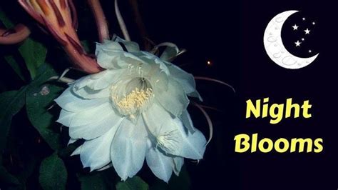 10 Most Beautiful Night Blooming Flowers In The World Gardengraduate
