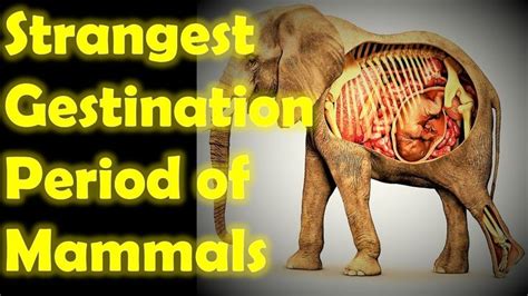 Gestation Periods Of Mammals Best 5 Strangest Gestation Periods Of