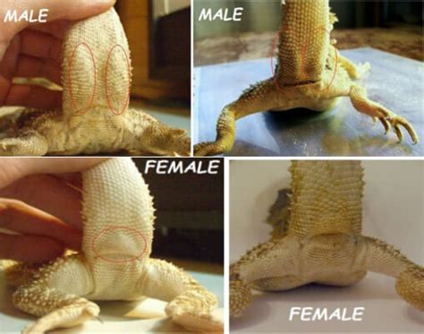 How To Tell If Bearded Dragon Is Male Or Female Barthel Pets
