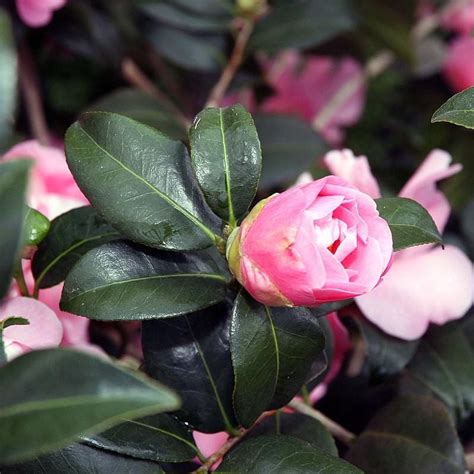 Camellia Japonica Pink Icicle ~ Pink Icicle Camellia Kings Sunset