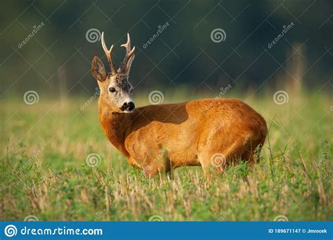 Interested Roe Deer Buck Standing On Field In Summer Sunlight. Stock Image - Image of interested 