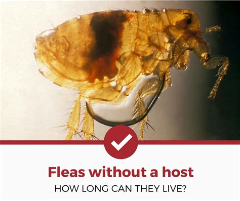 How Long Can Fleas Survive Without Blood Pest Phobia