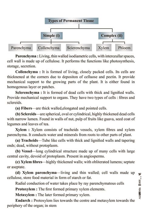 Cbse Notes Class 11 Biology Anatomy Of Flowering Plants Aglasem Schools