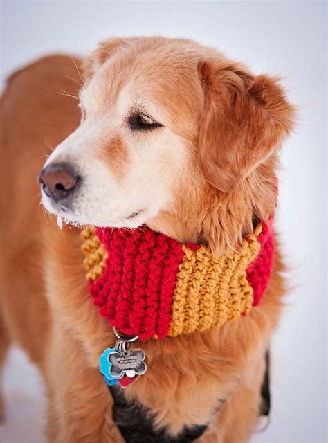 Knit Dog Scarf Clothes For Dogs Dog Cowl Scarf By Pattymacknits Dog