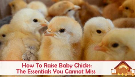 How To Raise Baby Chicks The Happy Chicken Coop