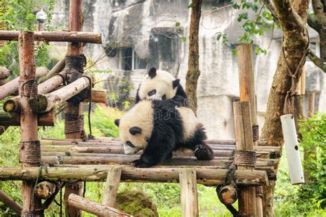 Two Cute Young Giant Pandas Playing Together And Having Fun Stock Photo