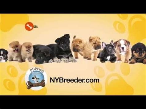Professional dog training combine a superior product with professional, personalized dog training for the dog guard difference! NY Breeder is a Westchester County company with AKC ...
