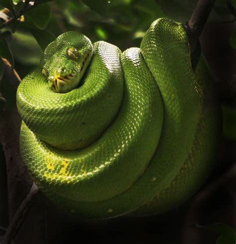 Green Coily Happy Snake By Dmitry Kauts Snake Hissy Fit Critter