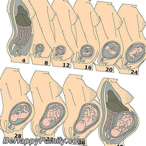 Cómo Cambia El Útero Durante El Embarazo 2024 Embarazo