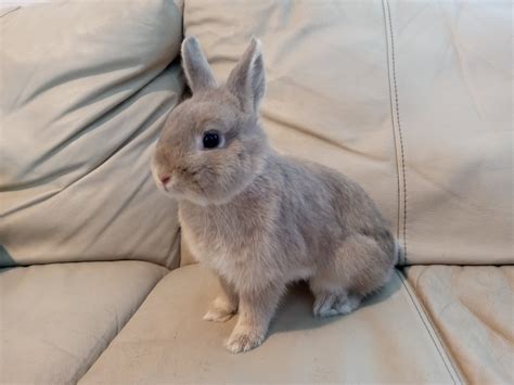Rabbit For Adoption Dolly A Netherland Dwarf In Los Angeles Ca